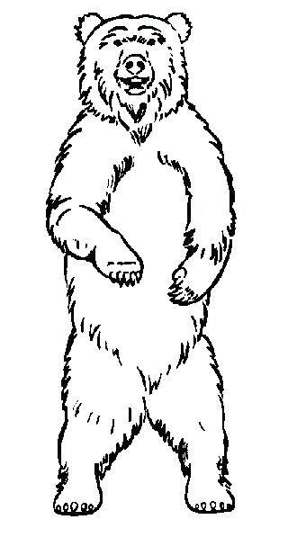 320x607 Draw Bear Face Best Bears Images Cubs Black Bear How To Draw