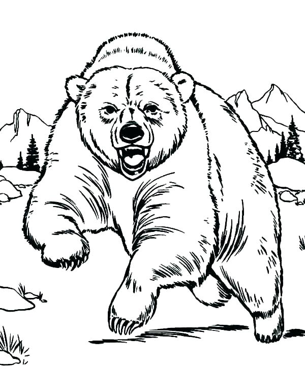 600x727 Coloring Pages Draw A Polar Bear Polar Bear Outline Drawing Adding