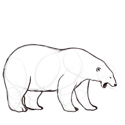 Polar Bear Outline Drawing | Free download on ClipArtMag