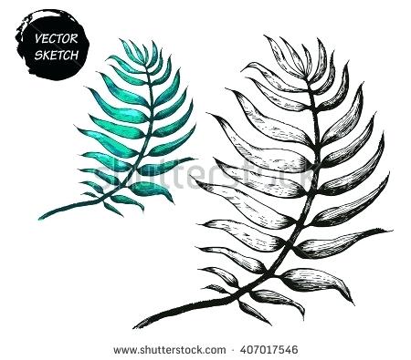 450x395 How To Draw Palm Leaves Draw Palm Tree Leaves