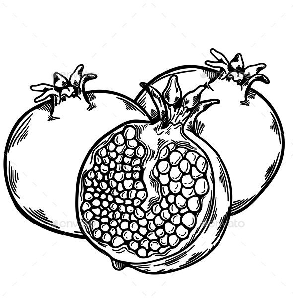 Pomegranate Drawing