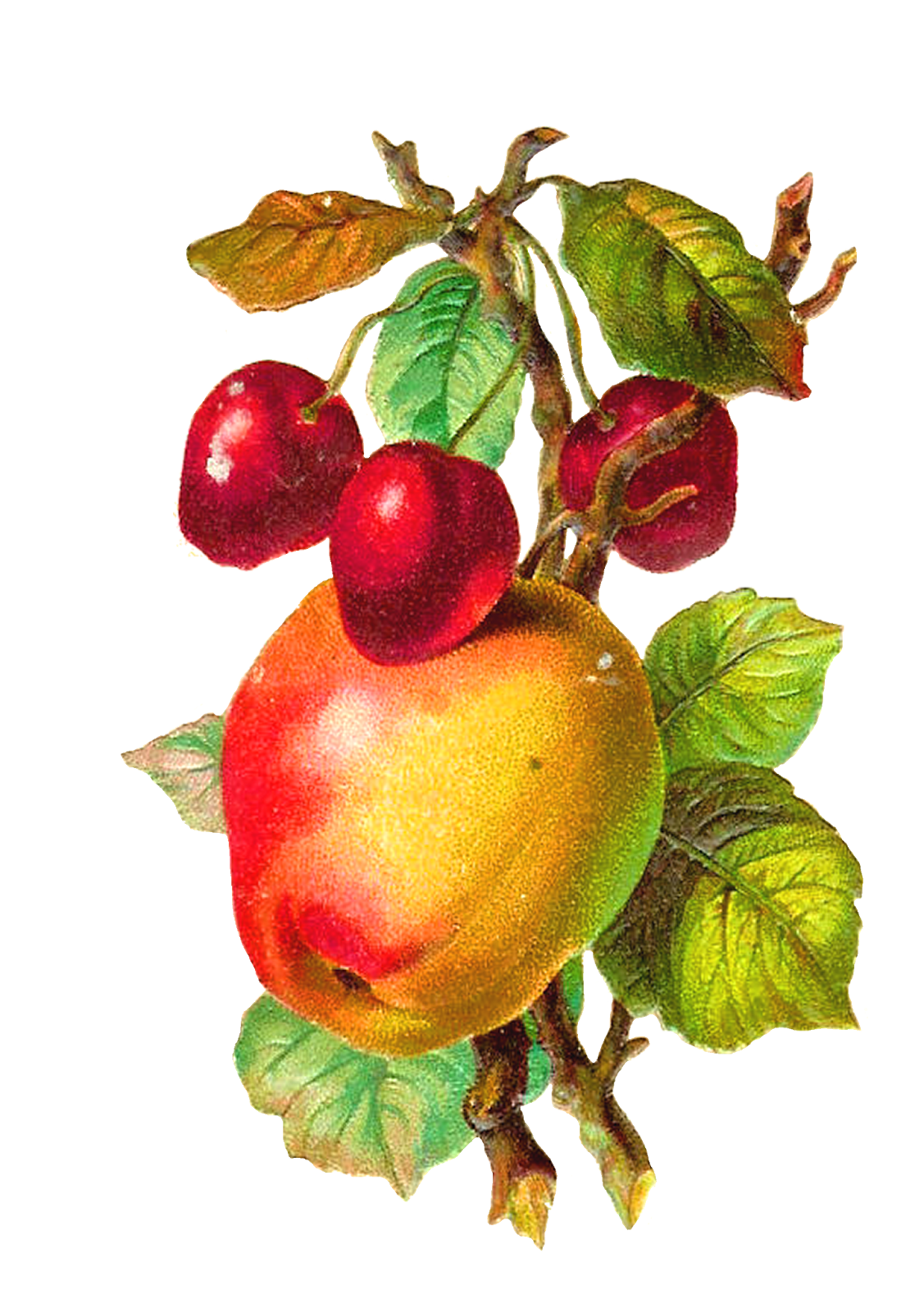 1127x1600 Collection Of Free Pomegranate Drawing Vintage Download On Ui Ex