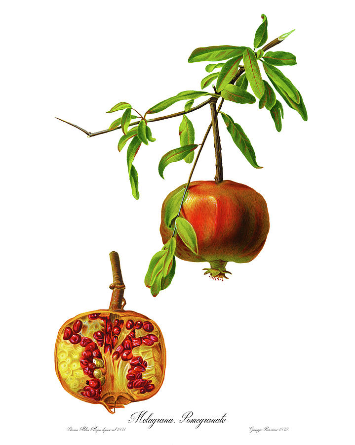 719x900 Melagrana, Pomegranate, Lybian Or Carthaginian Apple
