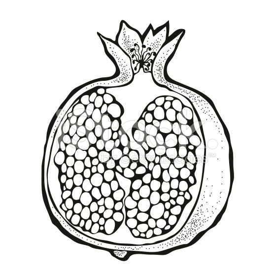 556x556 Vector Illustration Of Pomegranate Royalty Free Stock Vector Art