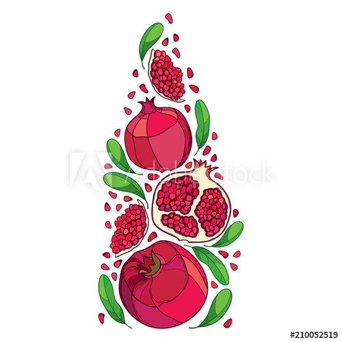 500x500 Vector Vertical Bunch Of Outline Pomegranate Half And Whole Red