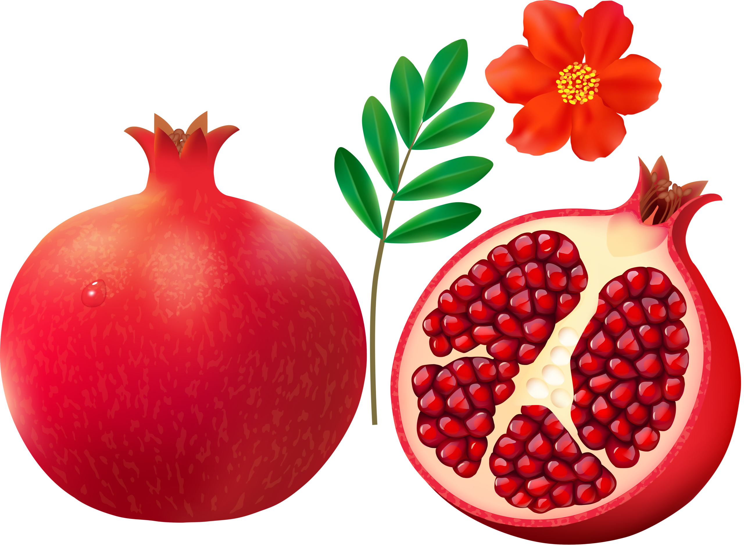 2560x1879 Collection Of Free Pomegranate Drawing Anaar Download On Ui Ex