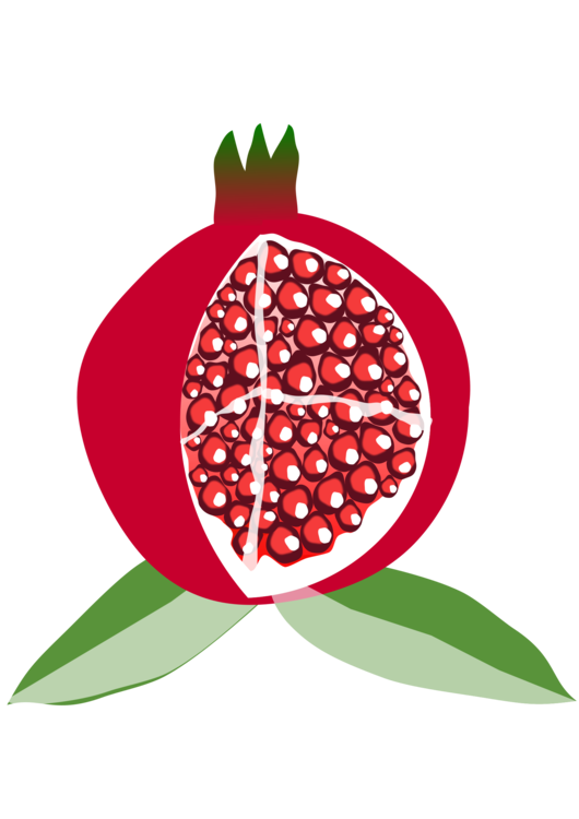 530x750 Collection Of Free Pomegranate Drawing Seed Download On Ui Ex