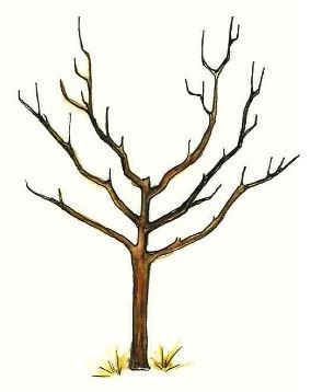 284x358 leaf network linking edible arizona forests