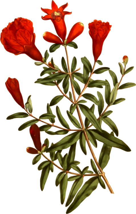 477x750 Pomegranate Cut Flowers Tree Petal Cc0