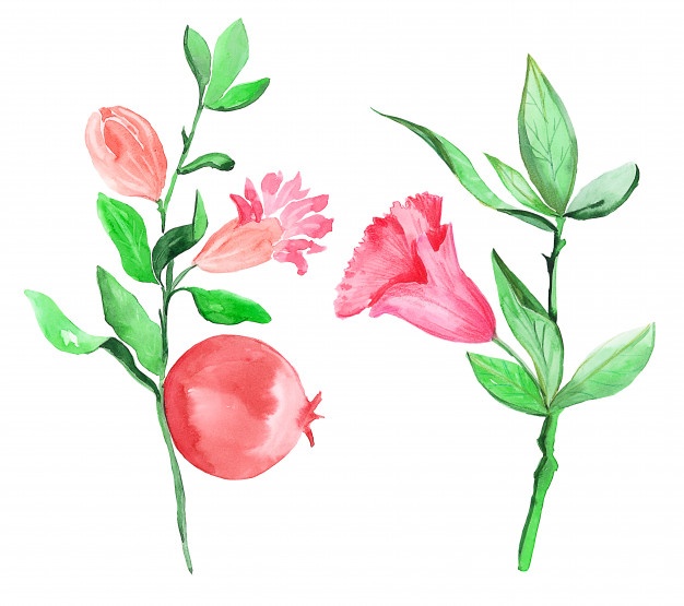 626x555 Pomegranate Frame Vector Free Download