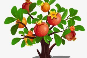 300x200 Pomegranate Tree Clipart Clipart Portal