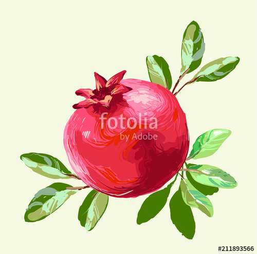 500x495 Pomegranate With Leaves Fresh Fruit Drawing, Vector Illustration