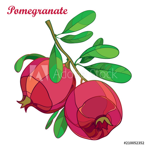 500x500 Vector Branch With Outline Pomegranate Whole Fruit In Red
