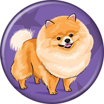 363x363 Pomeranian
