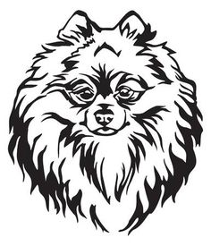 Pomeranian Outline Drawing