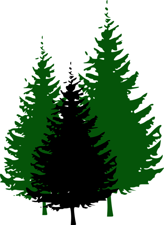 526x720 Collection Of Free Stream Drawing Pine Tree Download On Ui Ex