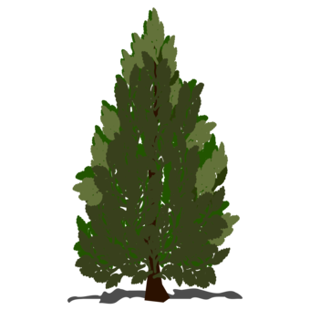 340x340 coulter pine conifer cone conifers stone pine ponderosa pine cc0