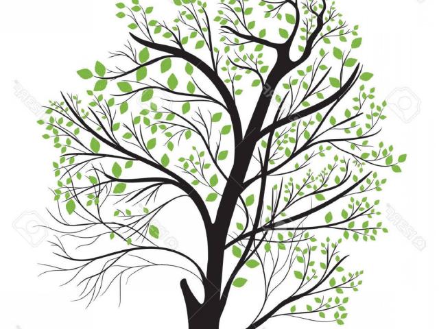 640x480 Free Drawn Branch, Download Free Clip Art
