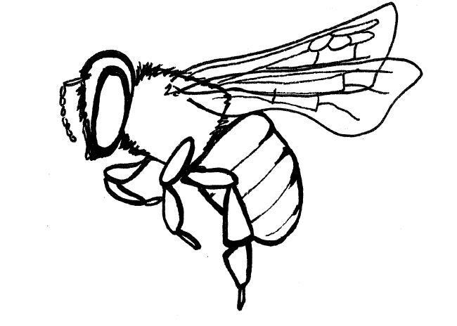 650x464 Huge Collection Of 'insect Line Drawing' Download More Than