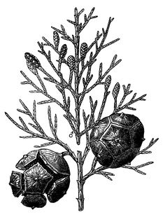 236x310 Best Botanical Illustrations Images Botanical Illustration