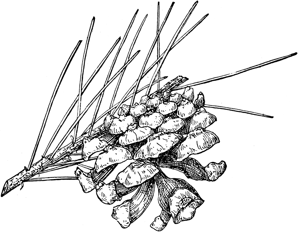 1024x797 North American Pinecones Pine Cone Of Single Leaf Pinyon