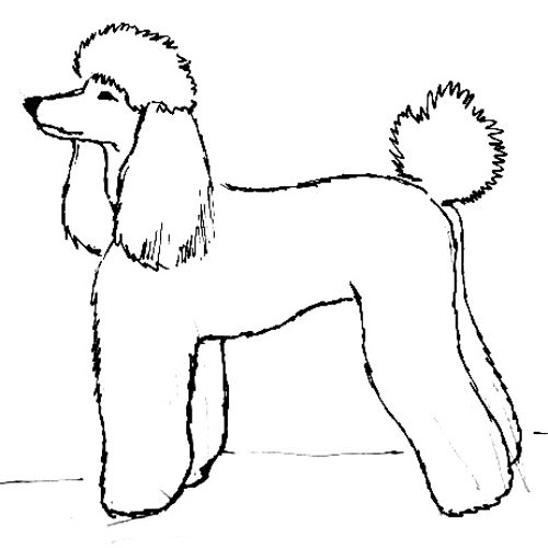 500x500 How To Draw A Poodle