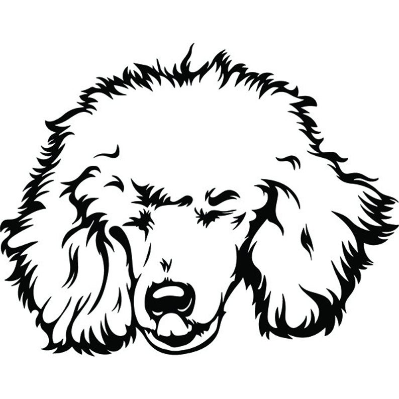 794x794 Poodle Happy Smiling Dog Breed K Animal Pet Puppy Paws Etsy