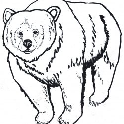 250x250 Pooh Bear Face Drawing Easy Polar Koala I Fertility