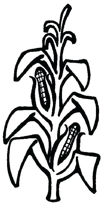 378x733 Popcorn Box Coloring Sheet Corn Coloring Pages Corn Cob Image