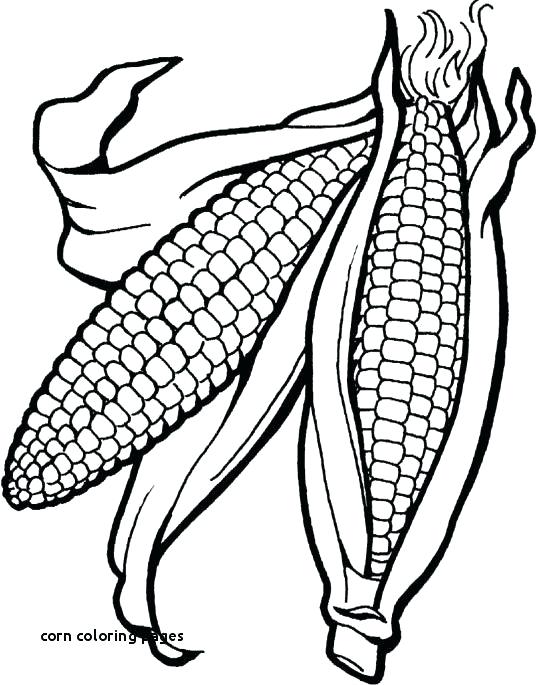 538x685 Corn Stalk Coloring
