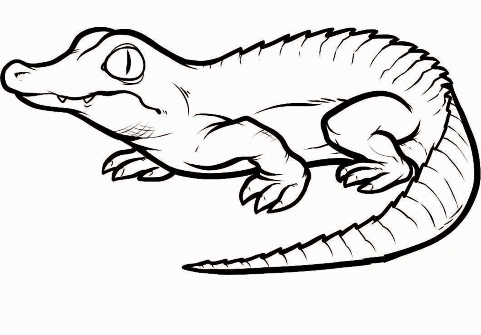 1600x1115 Crocodile Coloring Pages Best Of Porcupine Coloring