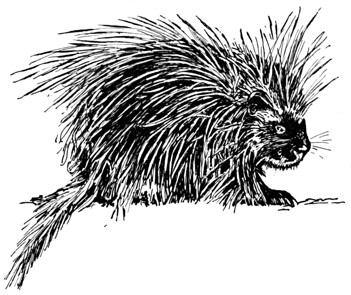 1218x1024 Fileporcupine