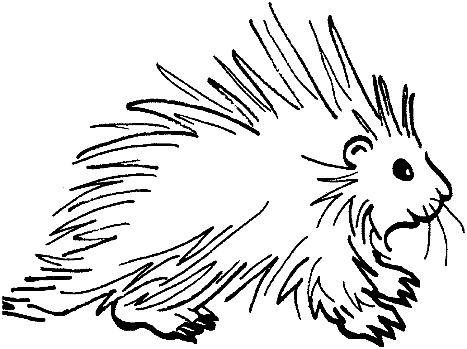 1500x1119 Porcupine Drawing Drawn For Free Download