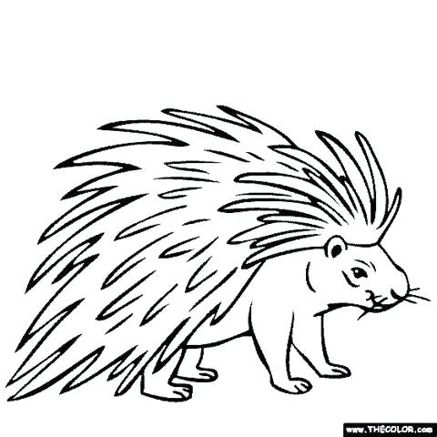 480x480 Porcupine Coloring