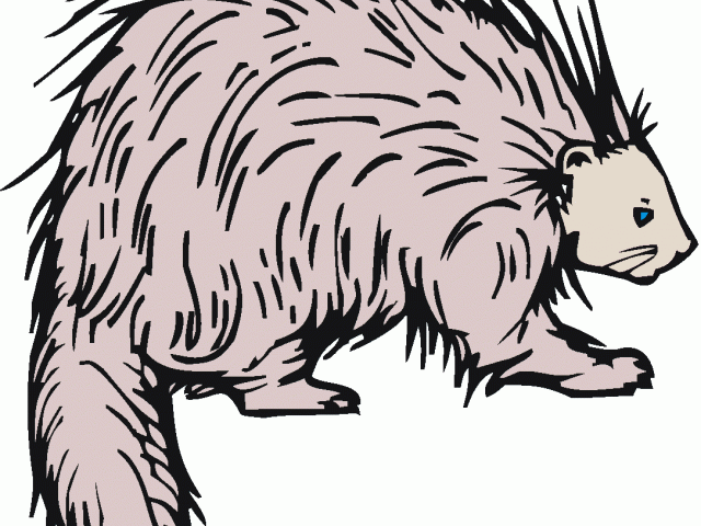 640x480 Porcupine Clipart