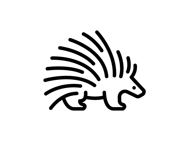 800x600 Porcupine