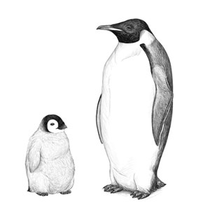 300x300 Drawing Monika Zagrobelna