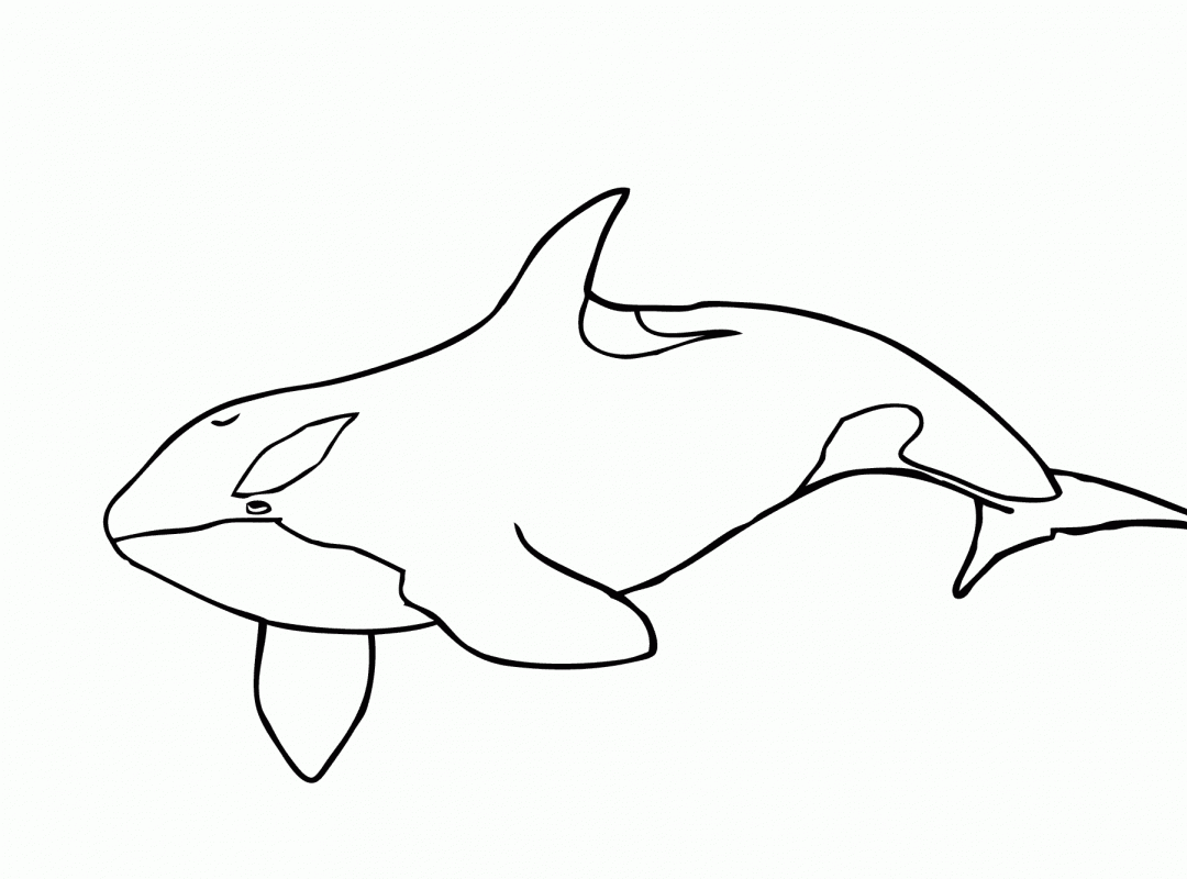 Porpoise Drawing