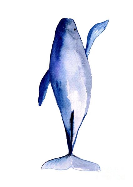 427x600 Drawing Fish Paintings