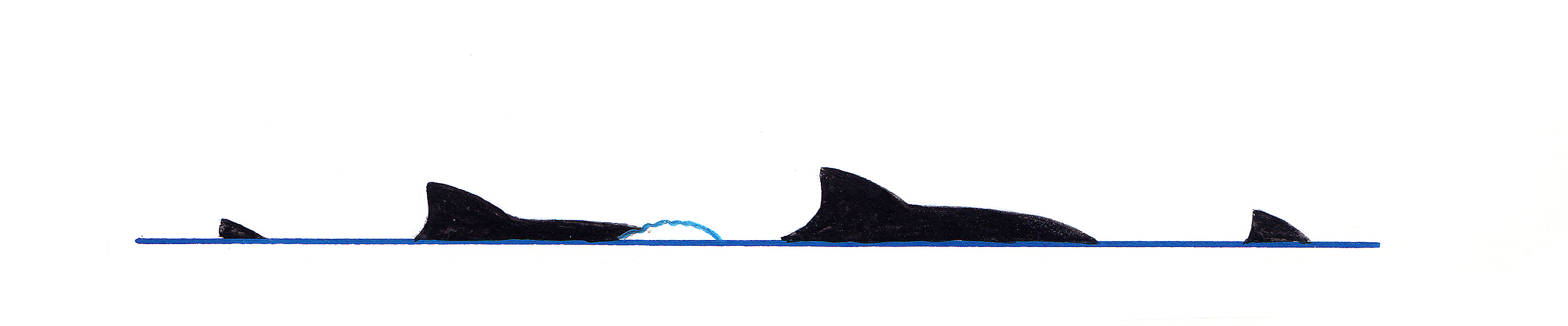 3748x780 harbour porpoise manx whale and dolphin watch