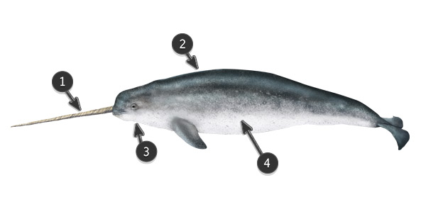600x278 How To Draw Animals Dolphins, Whales, And Porpoises