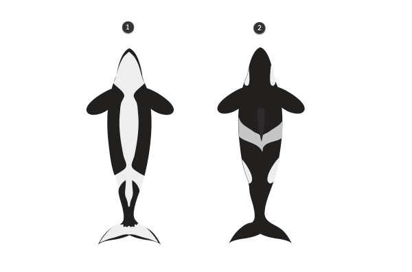 600x396 How To Draw Animals Dolphins, Whales, And Porpoises