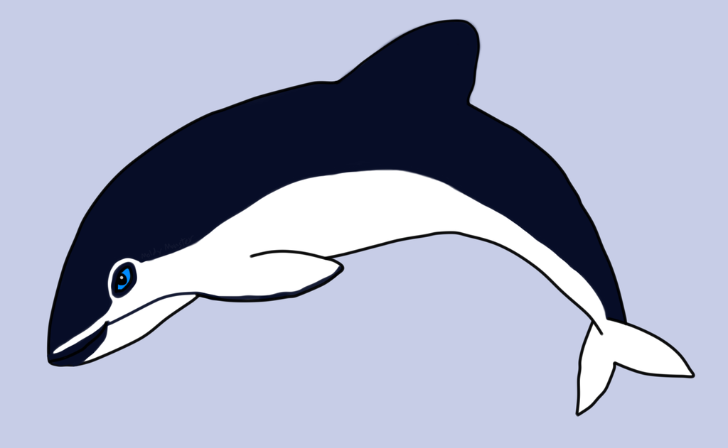 1024x631 porpoise drawing