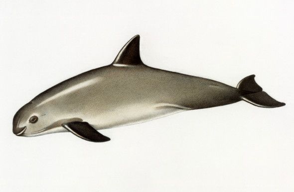 590x385 brink of extinction a technological approach to saving the last