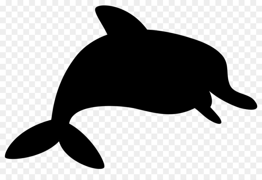 900x620 whiskers miami dolphins porpoise cat