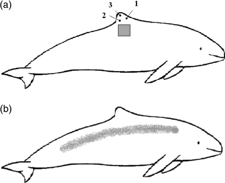 458x373 a outline of a harbour porpoise