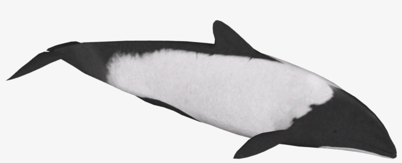 820x333 Commersons Dolphin