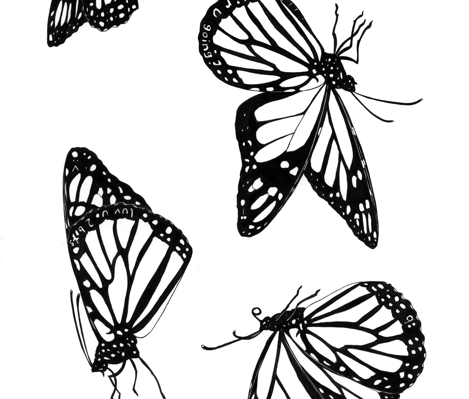 1905x1620 Social Butterflies Gleichapel