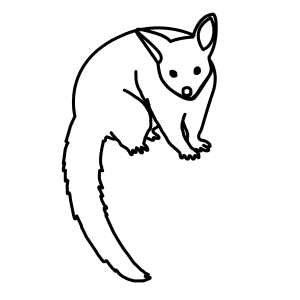 300x300 Learn How To Draw Animals Step