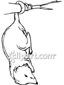 225x300 Possum Hanging